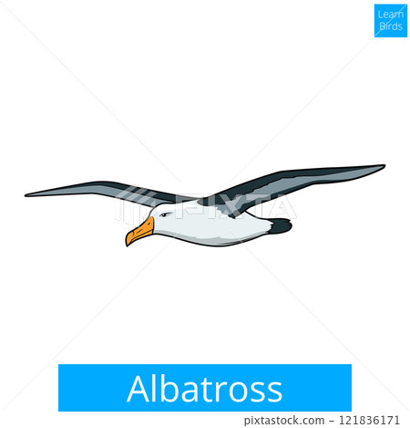 Albatross learn birds educational game vector Albatross learn birds educational game vector 121836171