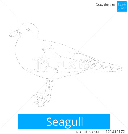 Seagull bird learn to draw vector 121836172