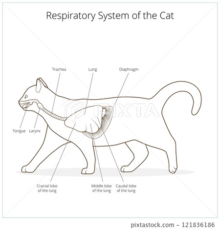 Respiratory system of the cat vector illustration Respiratory system of the cat vector illustration 121836186