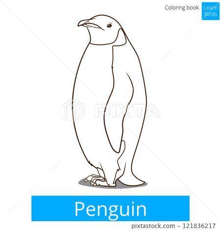 Penguin bird learn birds coloring book vector 121836217