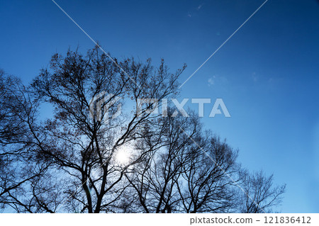 Branches bare of winter leaves and rays of sunlight 121836412