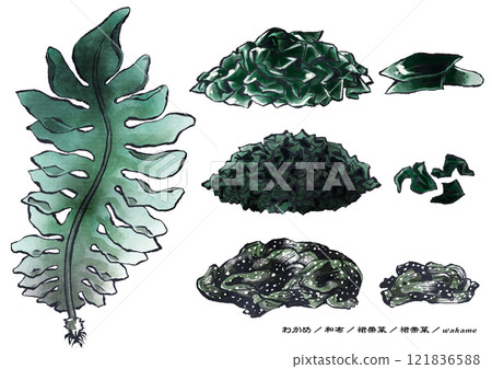 A calming ink painting of wakame seaweed with a white background 121836588