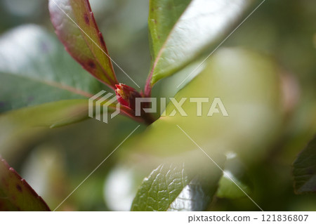 The flower language of the Himesharinbai buds is "confession of love," "innocence," and "comfortable breeze." The flower language of the Himesharinbai buds is "confession of love," "innocence," and "comfortable breeze." 121836807