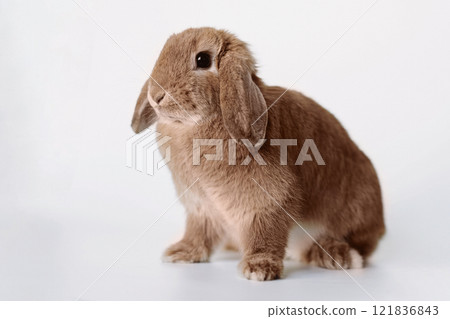 funny red rabbit with its ears down isolated on white background. Mocha mousse coloured image 121836843