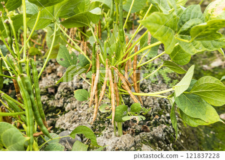 Close-up of adzuki pods growing in the farmland of Wandan, Pingtung, Taiwan. 121837228