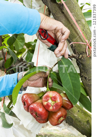 Close-up of the farmer picking wax apples on the farmland in Taiwan. Close-up of the farmer picking wax apples on the farmland in Taiwan. 121837399