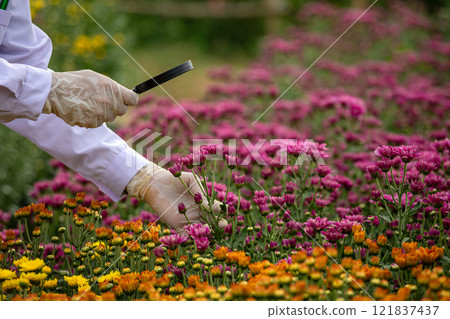 Scientist analyzing pink chrysanthemums flowers in greenhouse using magnifying glass, close up hand wearing protective gloves and lab coat for agricultural research Scientist analyzing pink chrysanthemums flowers in greenhouse using magnifying glass, close up hand wearing protective gloves and lab coat for agricultural research 121837437