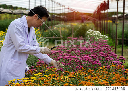 Scientist conducting agricultural research in greenhouse, analyzing vibrant pink and yellow chrysanthemums flowers with a magnifying glass while wearing protective gear Scientist conducting agricultural research in greenhouse, analyzing vibrant pink and yellow chrysanthemums flowers with a magnifying glass while wearing protective gear 121837438
