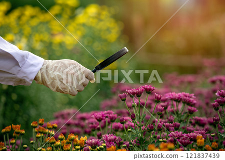 Close-up of scientist hand using magnifying glass to analyze pink chrysanthemums flowers in greenhouse, conducting agricultural research with protective gloves Close-up of scientist hand using magnifying glass to analyze pink chrysanthemums flowers in greenhouse, conducting agricultural research with protective gloves 121837439