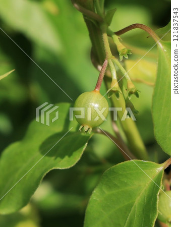 六角果（未成熟） 121837543