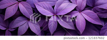 Purple leaves for backgrounds or wallpapers and designs. Purple nature background 121837602