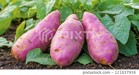 Dark purple leaves and smaller tubers of Ornamental Sweet Potatoes with triangular 121837938