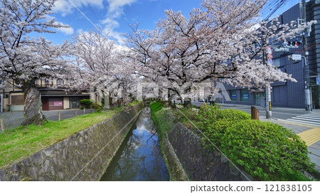 櫻花在哲學的道路上 121838105