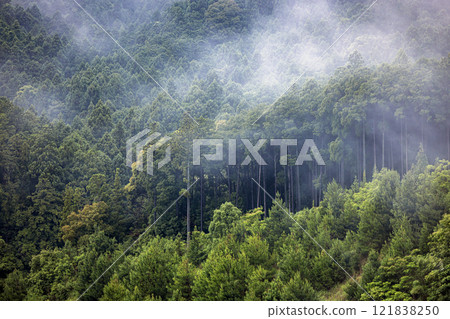 森林被霧包裹著 121838250