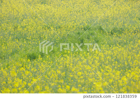 Rapeseed fields spreading all over Rapeseed fields spreading all over 121838359