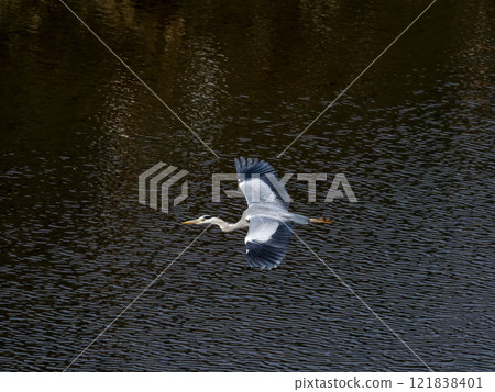 Gray heron flying over the river 121838401