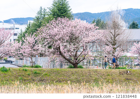 [Kanagawa Prefecture] Beautiful spring cherry blossoms blooming on Haruki-michi in Minamiashigara City 121838448