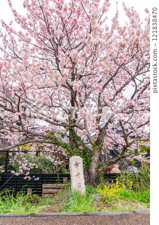 【神奈川縣】南足柄市春樹小徑上盛開的美麗春天櫻花 121838470