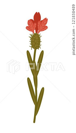 Vector illustration of a red wildflower isolated on a white background Vector illustration of a red wildflower isolated on a white background 121838489