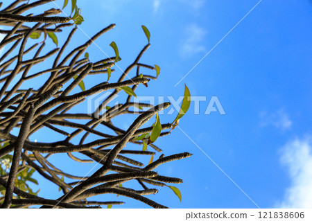 Close up top of the frangipani or Plumeria alba tree with blue sky background. Close up top of the frangipani or Plumeria alba tree with blue sky background. 121838606