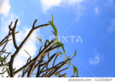 Close up top of the frangipani or Plumeria alba tree with blue sky background. Close up top of the frangipani or Plumeria alba tree with blue sky background. 121838607