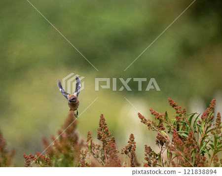 Novitaki Novitaki 121838894