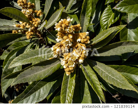 Loquat flowers blooming in winter Loquat flowers blooming in winter 121839114
