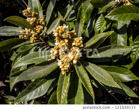 Loquat flowers blooming in winter Loquat flowers blooming in winter 121839115