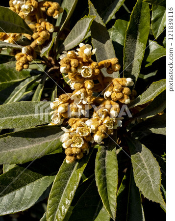 Loquat flowers blooming in winter 121839116