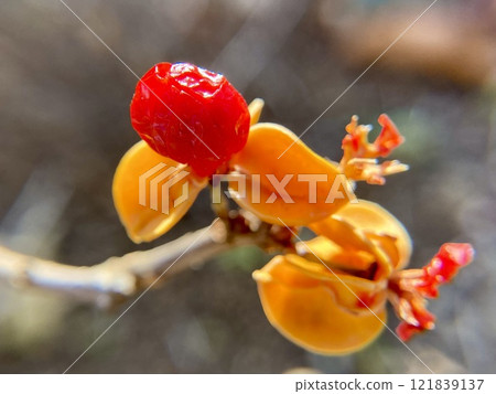 冬天留下的刺刺的果實 冬天留下的刺刺的果實 121839137