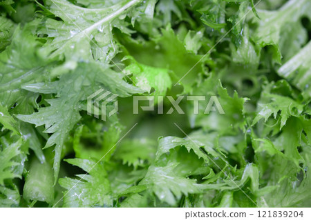 Freshly washed wasabi leaves dripping with water (stock photo) Freshly washed wasabi leaves dripping with water (stock photo) 121839204