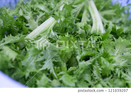 Freshly washed wasabi leaves dripping with water (stock photo) Freshly washed wasabi leaves dripping with water (stock photo) 121839207