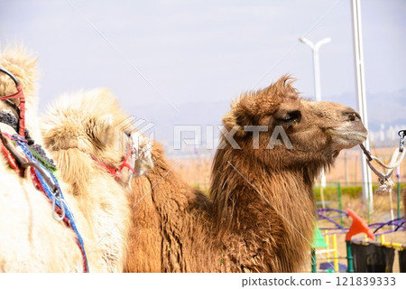 Landscape with camels 121839333