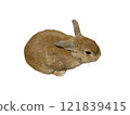 Brown rabbit cutout② 121839415