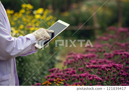 Scientist using hand touching digital tablet for research in chrysanthemums flower field while wearing gloves and lab coat with copy space Scientist using hand touching digital tablet for research in chrysanthemums flower field while wearing gloves and lab coat with copy space 121839417