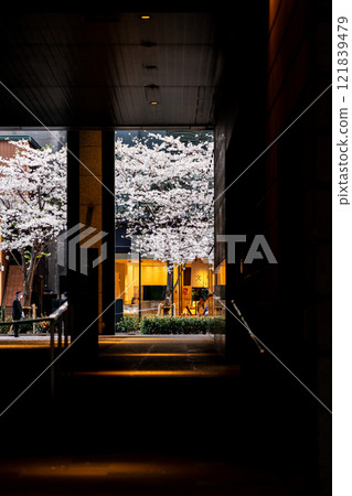 [Tokyo] Somei-Yoshino cherry blossoms in full bloom on Edo Sakura Street in Nihonbashi 121839479