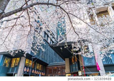 [Tokyo] Somei-Yoshino cherry blossoms in full bloom on Edo Sakura Street in Nihonbashi 121839489