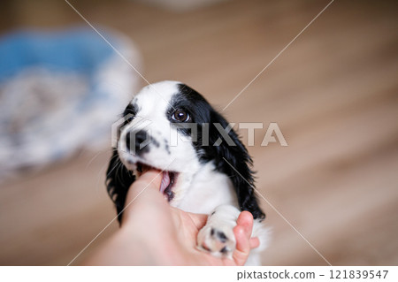 A one-month-old white spaniel puppy with black ears and spots is nibbling its owner's fingers A one-month-old white spaniel puppy with black ears and spots is nibbling its owner's fingers 121839547