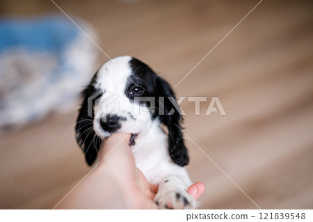 A one-month-old white spaniel puppy with black ears and spots is nibbling its owner's fingers 121839548