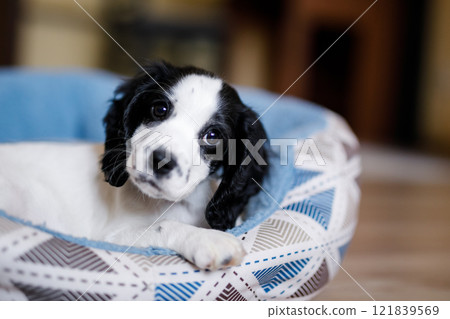 A young white spaniel puppy with black ears and spots is comfortably lying on its blue fluffy mat 121839569