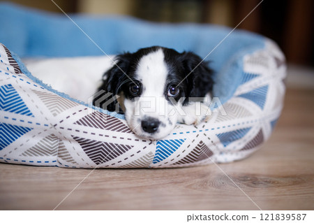 A one-month-old fluffy white spaniel puppy with black ears is resting on a soft blue mat 121839587