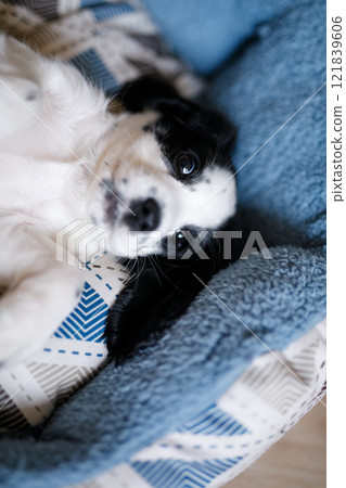 A month-old white spaniel puppy with dark ears and markings is perched on a plush blue carpet A month-old white spaniel puppy with dark ears and markings is perched on a plush blue carpet 121839606