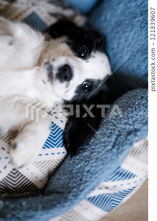 A one-month-old white spaniel puppy with black ears and spots is sitting on its soft, cozy, fluffy blue rug 121839607