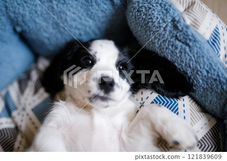 A one-month-old fluffy white spaniel puppy with black ears is resting on a soft blue mat A one-month-old fluffy white spaniel puppy with black ears is resting on a soft blue mat 121839609