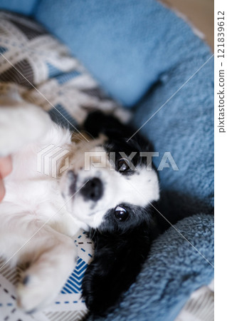 A one-month-old white spaniel puppy with black ears and spots is sitting on its soft, cozy, fluffy blue rug 121839612