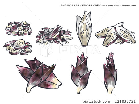 A calming ink painting of myoga, myoga, or myoga ginger with a white background 121839721