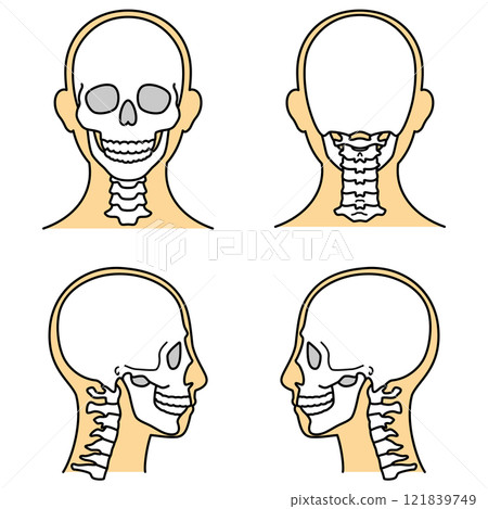 頭骨前、後、左、右顏色 121839749