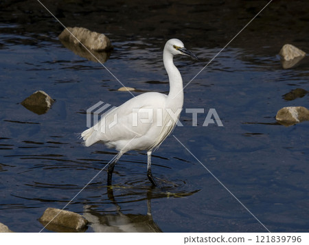 小白鷺走在河裡尋找小魚 121839796
