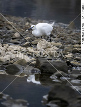 Little Egret holding a small fish Little Egret holding a small fish 121839800