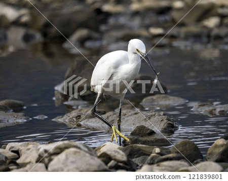 Little Egret holding a small fish 121839801